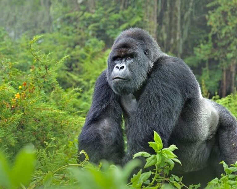 Rwanda